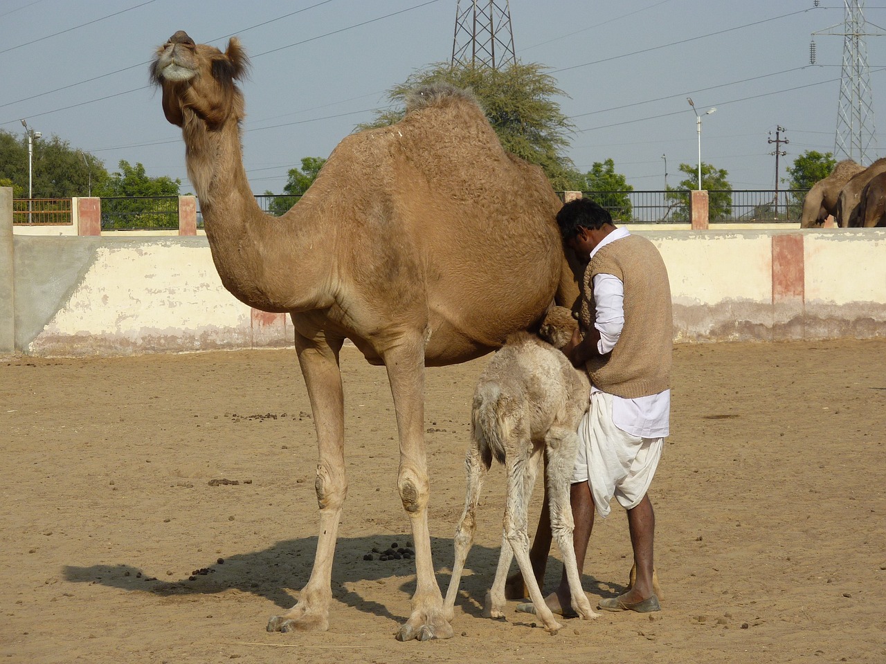 camel-farm-201743_1280