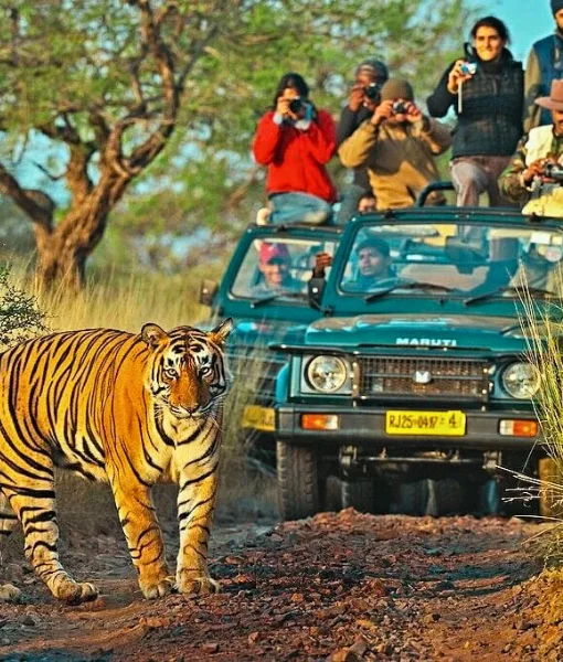 Jungle Safari